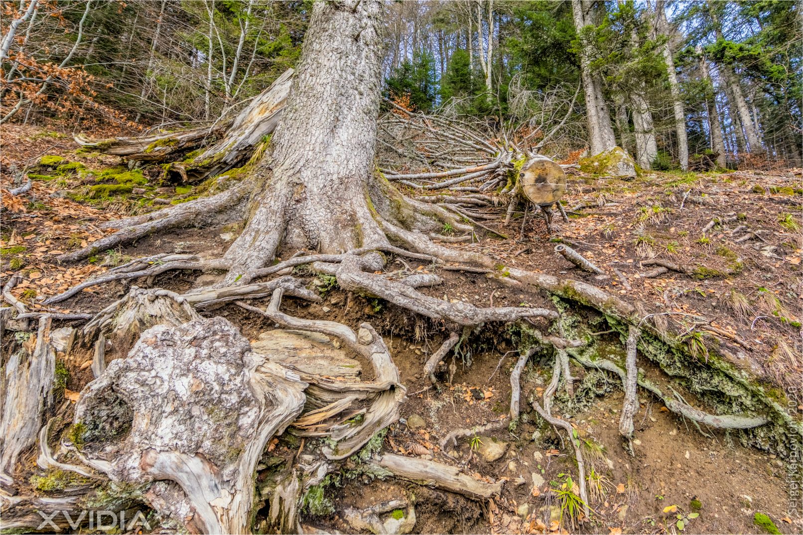 Le Lac Pavin | Le Pont Du Roy | XVIDIA