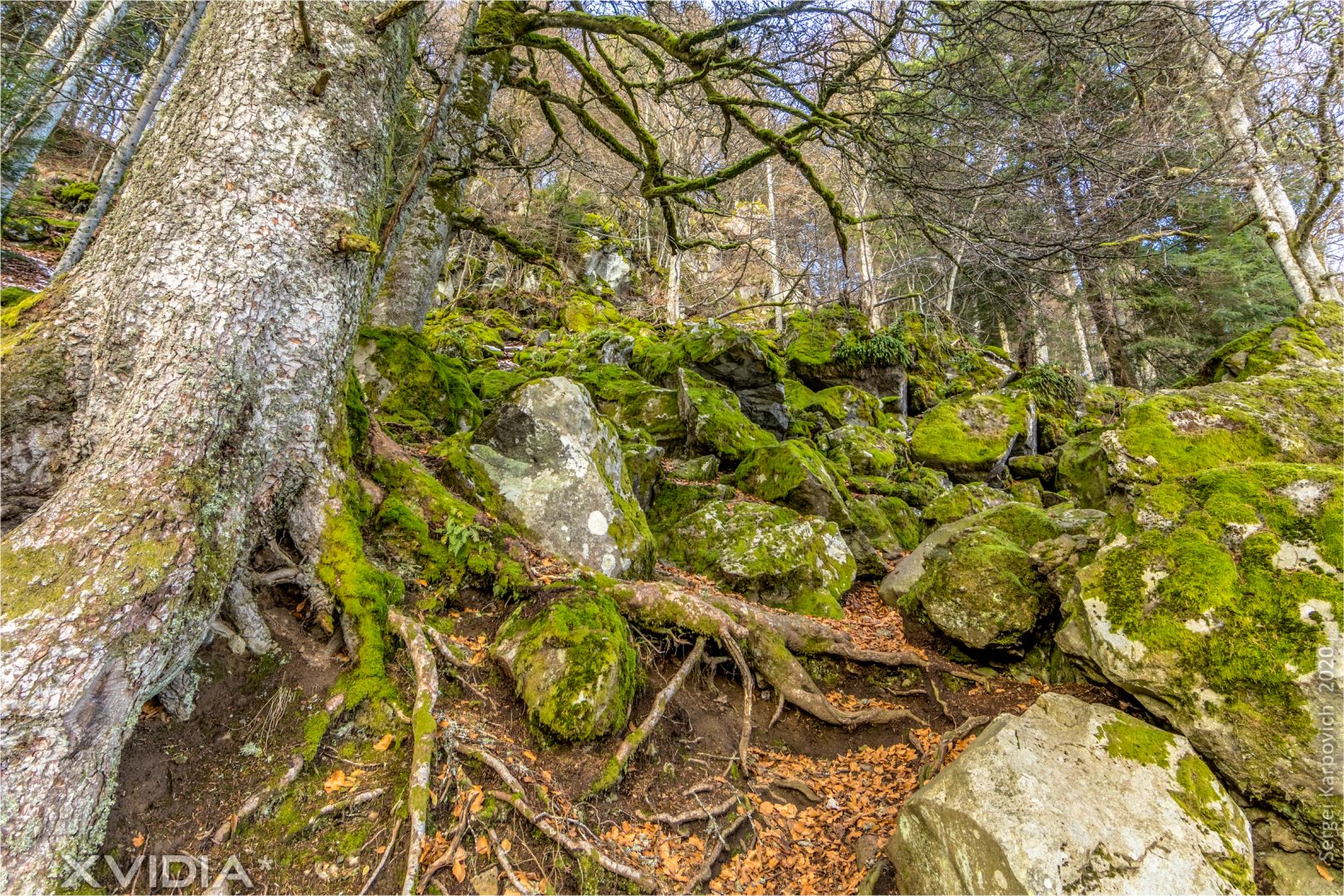 Le Lac Pavin | Le Pont Du Roy | XVIDIA